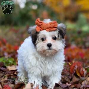 Melody, Maltipoo Puppy